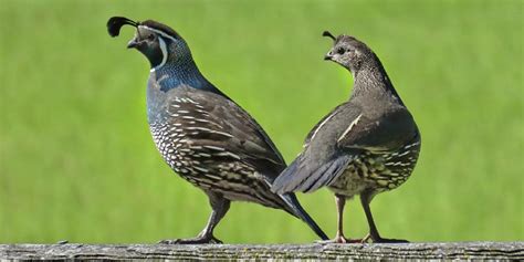 Washita River Ranch - Quail Hunt - Texas Quail Hunting