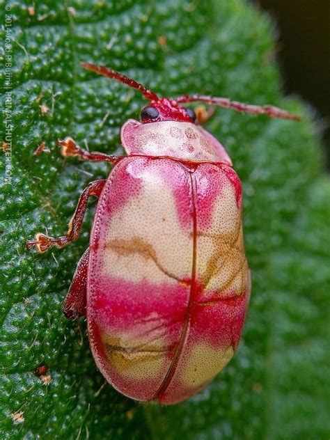 Pink beetle – Artofit