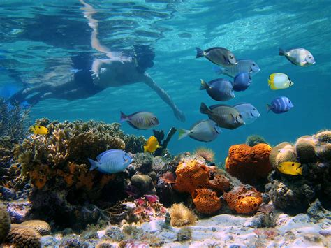 Plongée en apnée – Roatan Urbina Sea Tour