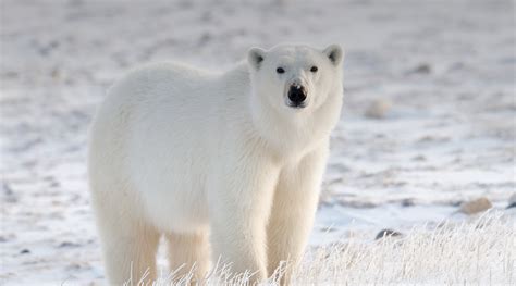 Polar Bear | San Diego Zoo Wildlife Alliance