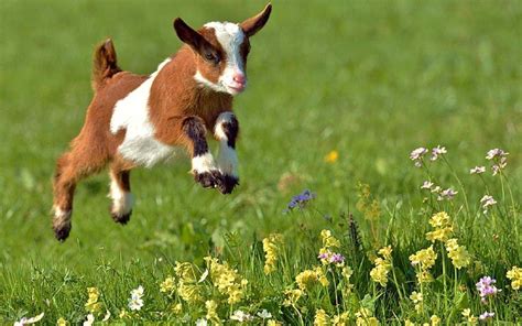 PsBattle: A happy, jumping baby goat : r/photoshopbattles