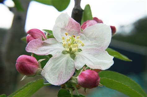 Apple Blossom Free Photo Download | FreeImages