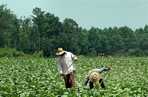 Traditional Tobacco Farming, Atkinson County | Vanishing South Georgia ...