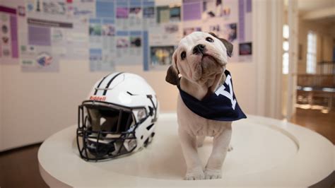 Yale University crowns new Handsome Dan mascot | fox61.com