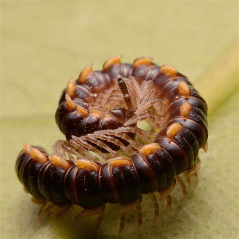 11 Kinds of Centipedes & Millipedes Found in Georgia! - Bird Watching HQ