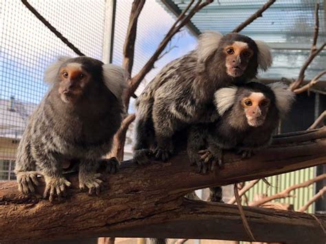 Common Marmoset | Mansfield Zoo