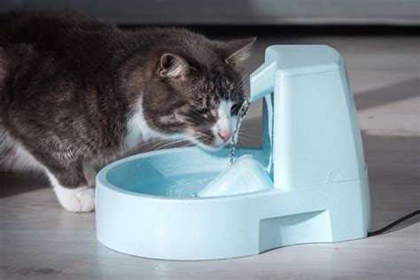 10 Best Cat Water Fountains of 2022 Cats Fountains