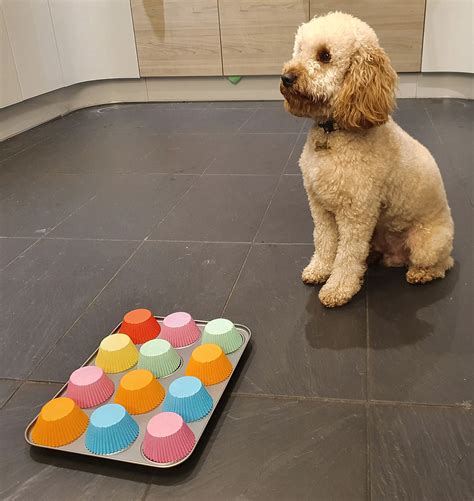 DIY brain games for your dog you can make at home