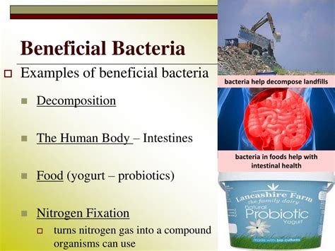 PPT - Viruses and Bacteria Unit 5 – Lesson 2 PowerPoint Presentation ...