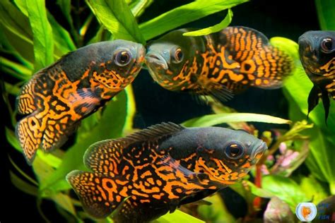 The Complete Oscar Fish Care Guide|Oscars A Long & Healthy Life