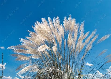 Beautiful white kans grass / kash phool (in Bengali language), just ...