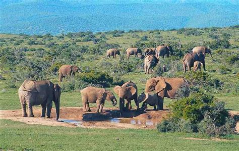 Hello Africa!: Addo Elephant National Park - South African Eastern Cape