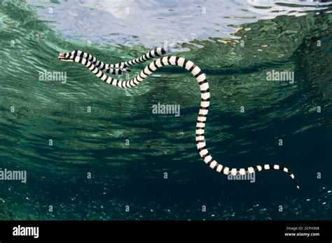 Venomous Coral Snake High Resolution Stock Photography and Images - Alamy