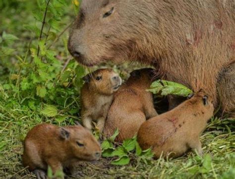 How Do Capybara Have Babies: Mating & Reproduction (Facts)