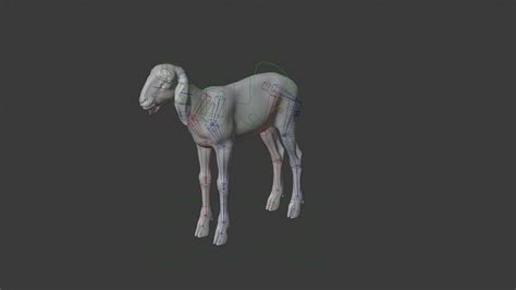 3D Model | Young Assaf Sheep Animated | VFX Grace