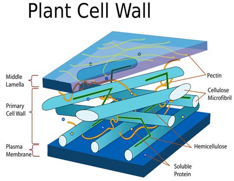 Plant cell wall diagram - /plants/diagrams/Plant_cell_wall_diagram.png.html