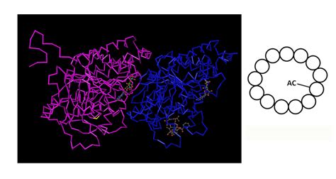 Tubulin post-translational modifications