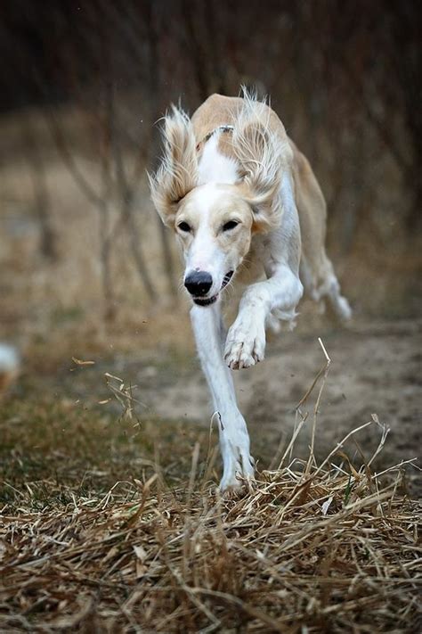 speed... by Alyat. Saluki on the chase.: Borzoi Saluki, Saluki Running ...