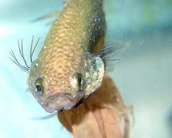 Gill Flukes Fish Disease | Tropical Fish Site