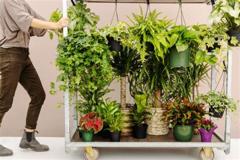 A Guide to Keeping Your Houseplants Alive: Lively Plants - Lv Homes Online