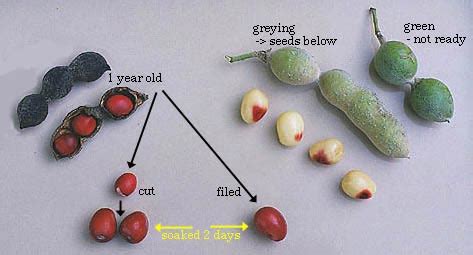 Sophora Secundiflora Seeds