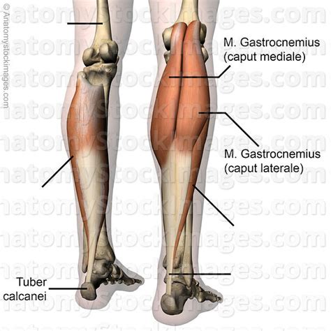 Anatomy Stock Images | lowerleg-musculus-triceps-surae-calf-muscle ...