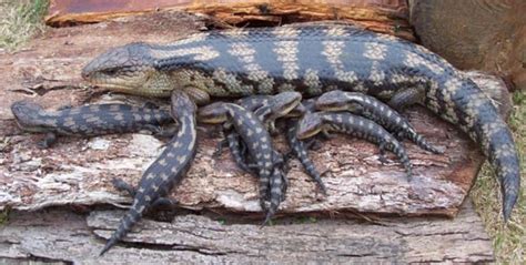 Keeping Blotched Blue Tongued Lizards - Human Animal Science