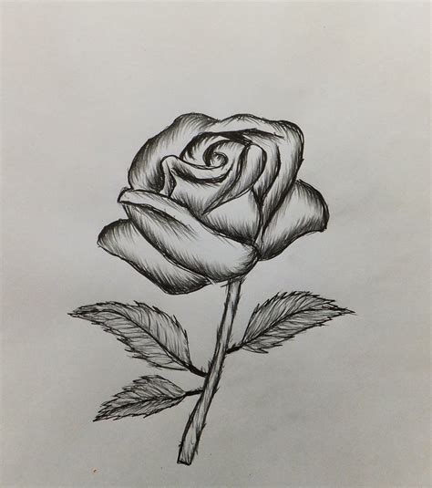 How to draw a Rose-Easy for beginners