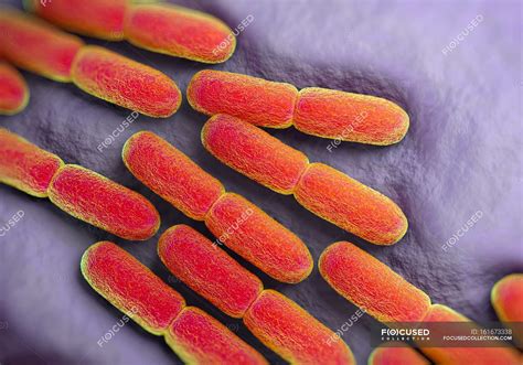 Bacterias de Lactobacillus bulgaricus — Tejido, ilustración - Stock ...