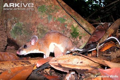 Red Spiny Rat | Rats, Mammals, Animals