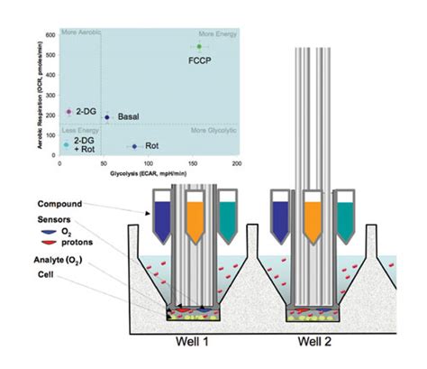 Assay: Measurement of Mitochondrial Function