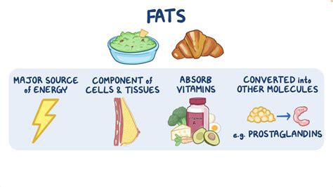 Fats and lipids: Video, Anatomy, Definition & Function | Osmosis