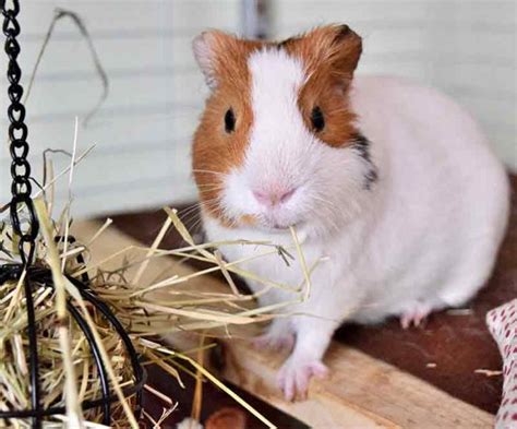 Guinea Pig Cage Size Guide - The Best Indoor Guinea Pig Cages