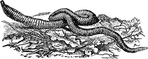 clipart earthworm images in black and white - Clip Art Library