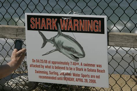 65 years of shark encounters in San Diego - The San Diego Union-Tribune