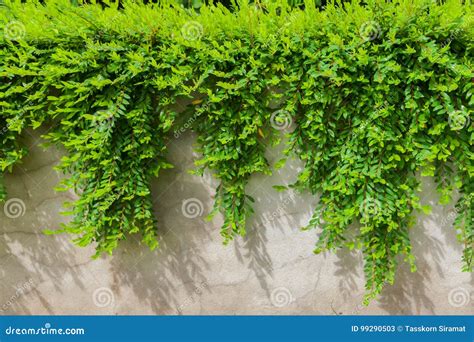 Phyllanthus myrtifolius stock image. Image of color, mediterranean ...