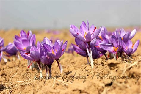 saffron fields of kashmir | sajad rafeeq | Flickr