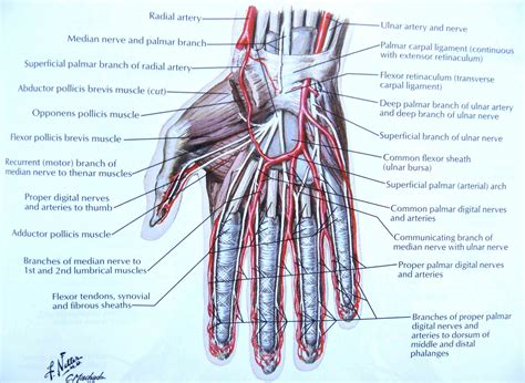 Anatomy Of The Hand Nerves | MedicineBTG.com