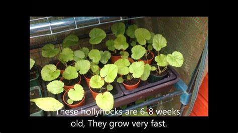 hollyhocks from seed, Successful propagation. Tips and Help. - YouTube