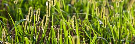 Foxtail Weed Control: How To Get Rid of Foxtails | DIY Foxtail Weed ...