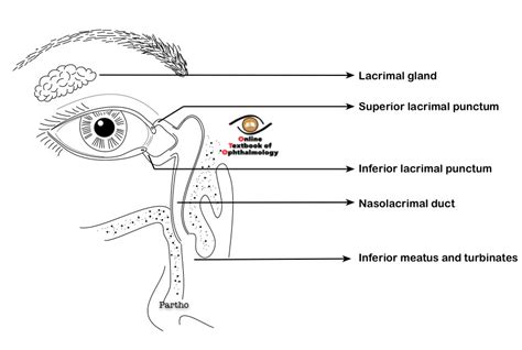 Lacrimal Apparatus Eye Model