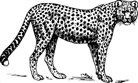 Cheetah Coloring Pages - ColoringBay