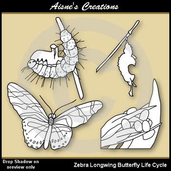 Zebra Longwing Butterfly Life Cycle Clip Art by Aisne's Creations