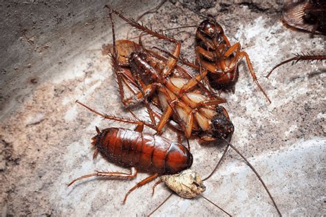 Cockroach Infestation 4 Signs | Ultimate Pest Control