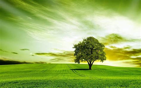 Green Tree Wallpapers - Wallpaper Cave