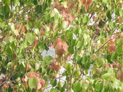 Beautiful and Colorful Young Peepal Tree Leaves and Branch with Nature ...