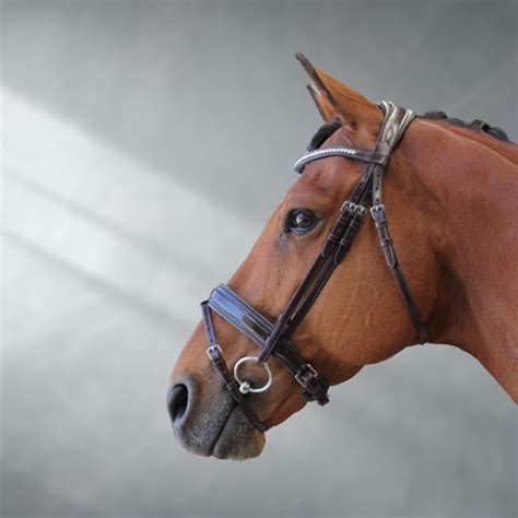 Horse Bridles Australia | Online Saddlery – Active Equine