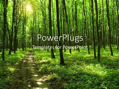 PowerPoint Template: path in green forest with huge trees and sunlight ...