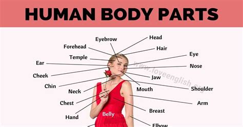 Human Body Parts Diagram Names