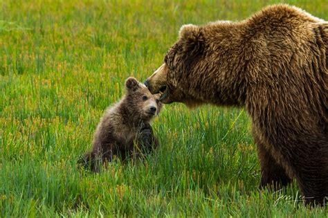 Grizzly Bear Cub looking at mom | Alaska | USA | Photos by Jess Lee